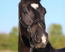 dressage horse First Design (Hanoverian, 2009, from Fuerst Rousseau)