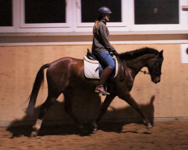 Springpferd Can Fly New York (Deutsches Reitpony, 2012, von Cyranno WE)