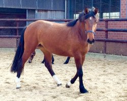 broodmare Veronica AG (Westphalian, 2013, from Vitalis)