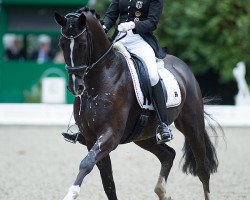 stallion Briatore 3 (Hanoverian, 2009, from Benetton Dream FRH 1301)