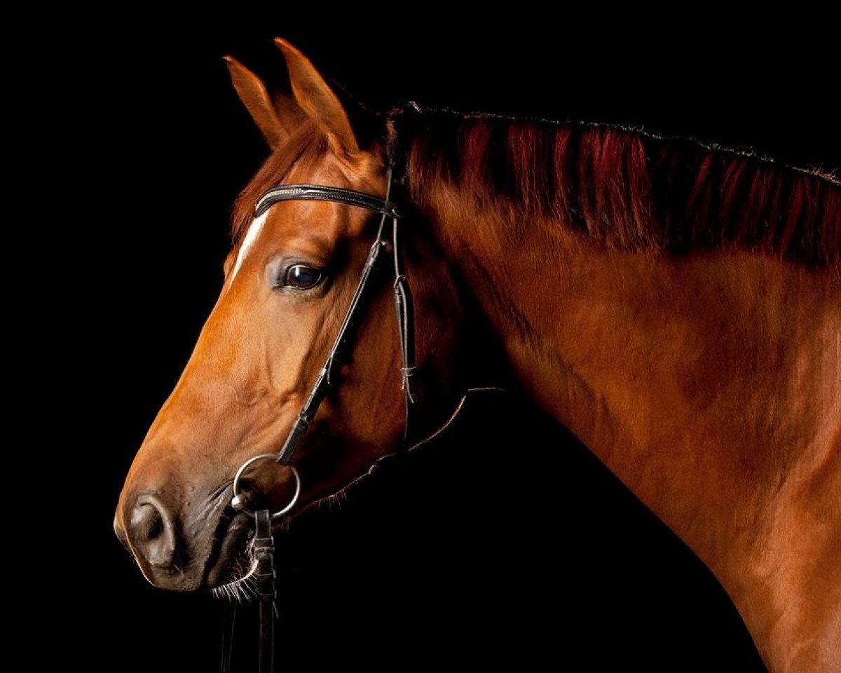 broodmare Fortuna-Fee (German Warmblood, 2008, from Sixtus)