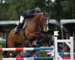 stallion Contadur (Oldenburg show jumper, 2008, from Conteros)