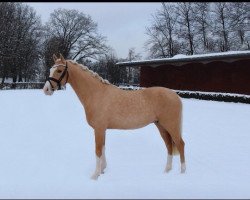 Springpferd Carl Theodor 2 (Deutsches Reitpony, 2012, von Top Carlos Cassini)