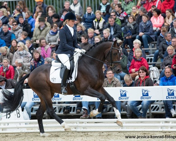 stallion Fürst von Soest (Westphalian, 2012, from Fürstenball)