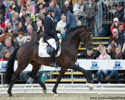 stallion Zinq Founder Fh (Hanoverian, 2012, from Foundation 2)