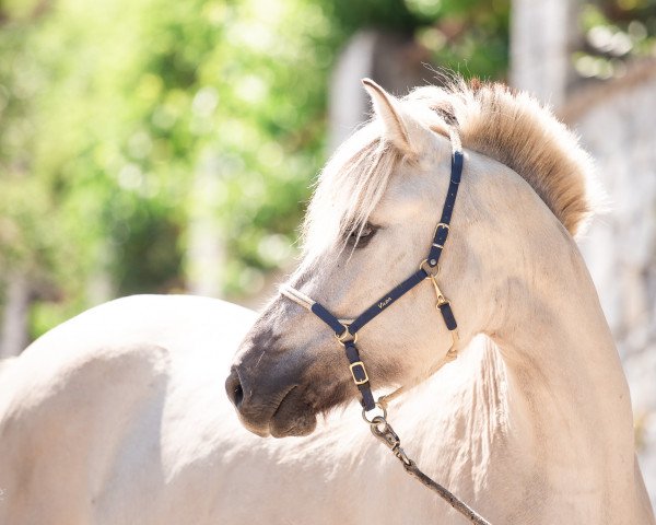 Pferd Vilda van den Bosdries (Fjordpferd, 2019, von Rudsmo Rune)