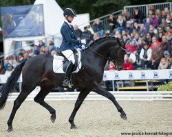 dressage horse Der Schufro (Hanoverian, 2012, from Der Designer)