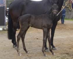 dressage horse Hengst v. Fürst Wilhelm / Dressage Royal (Oldenburg, 2015, from Fürst Wilhelm)