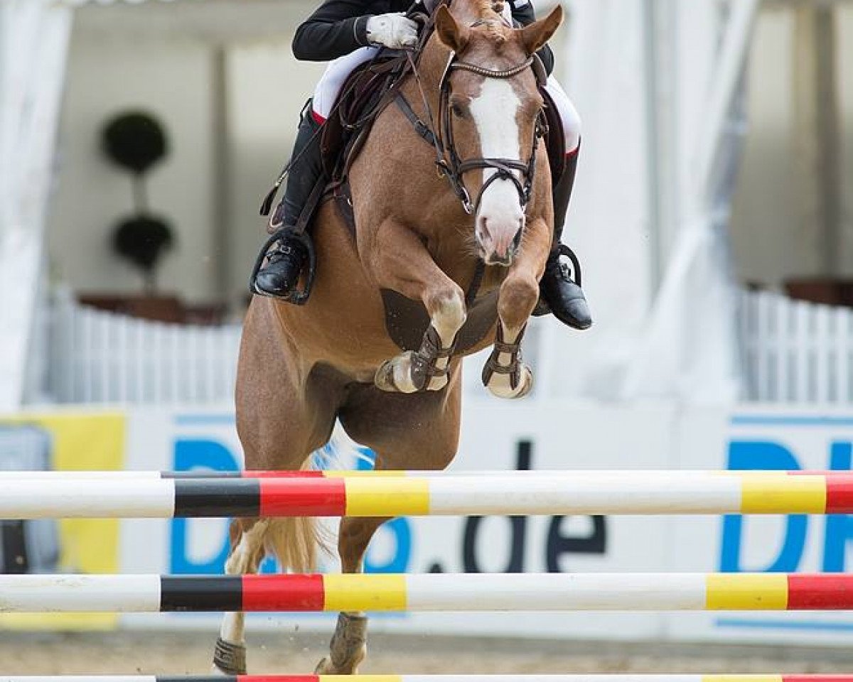 Zuchtstute Polly 425 (Deutsches Reitpony, 2009, von Paul SG) Zuchtstute Polly 425 (Deutsches Reitpony, 2009, von Paul SG)