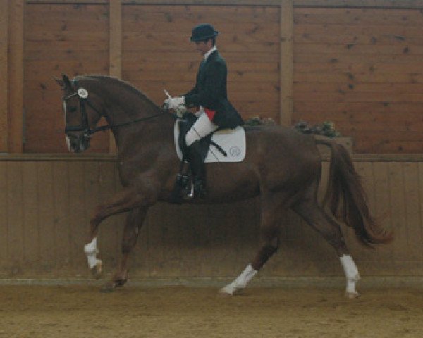 dressage horse Denver B 3 (Hessian Warmblood, 2002, from D-Online)