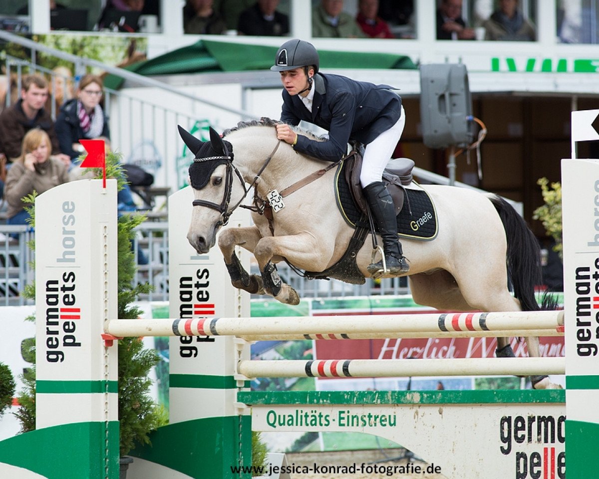 jumper Don Juan de Marco (German Riding Pony, 2009, from Donnerhall)
