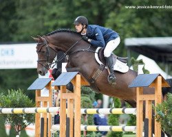 stallion Continus Stern (Oldenburg show jumper, 2010, from Continus Grannus)