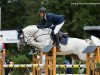 stallion Chap II (Oldenburg show jumper, 2010, from Cellestial)