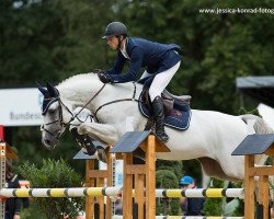 stallion Chap II (Oldenburg show jumper, 2010, from Cellestial)