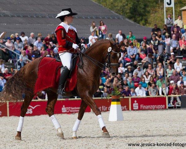 stallion Demetrius (Hanoverian, 2008, from Don Schufro)