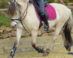 dressage horse Heri (unknown, 2000)