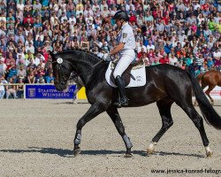 stallion Fürst Highness (Hanoverian, 2012, from Fürst Nymphenburg)