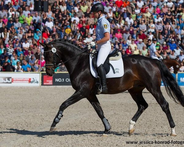 dressage horse Fire and Ice 28 (Württemberger, 2012, from Fidertanz)