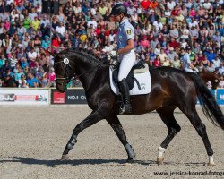 dressage horse Fire and Ice 28 (Württemberger, 2012, from Fidertanz)