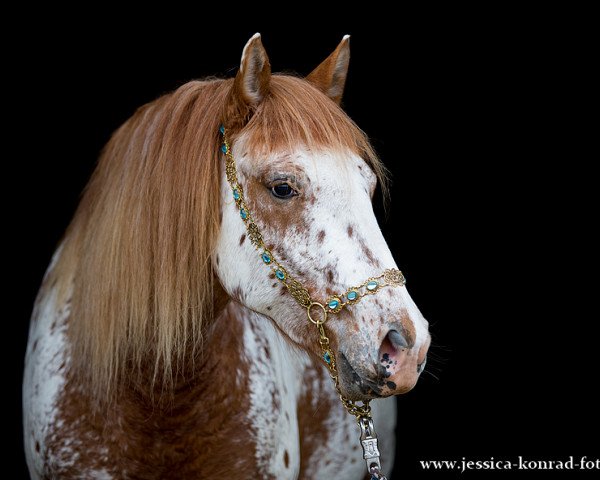 Pferd Line vom Schimmerwald (Knabstrupper, 2011, von Paco (Knab))