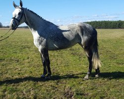 broodmare Bella Costa (Holsteiner, 2008, from Cantanis)