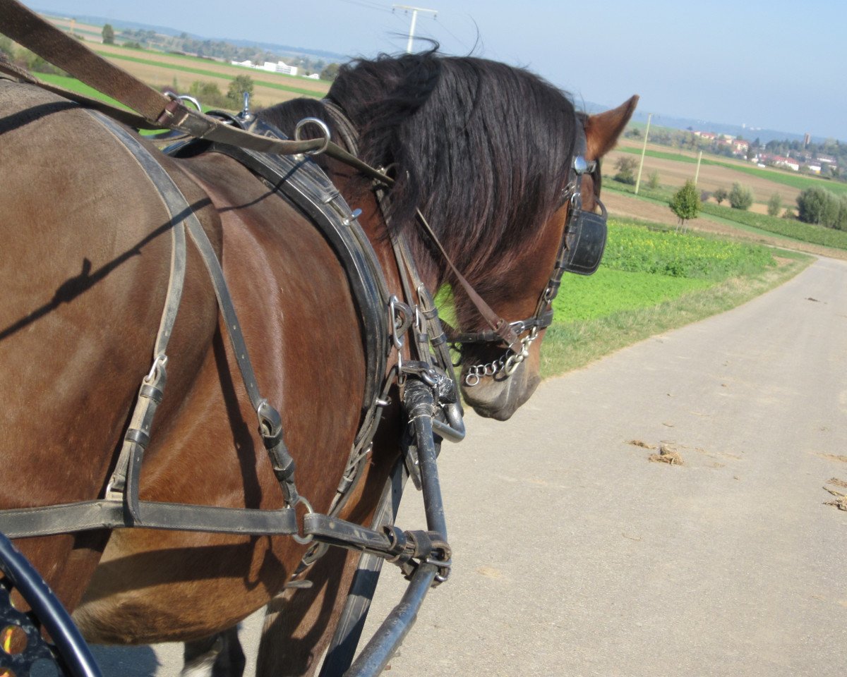 dressage horse Rusty (Heavy Warmblood, 2007)