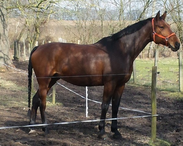 dressage horse Candela R (Hanoverian, 2007, from Contendro I)