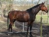 dressage horse Candela R (Hanoverian, 2007, from Contendro I)