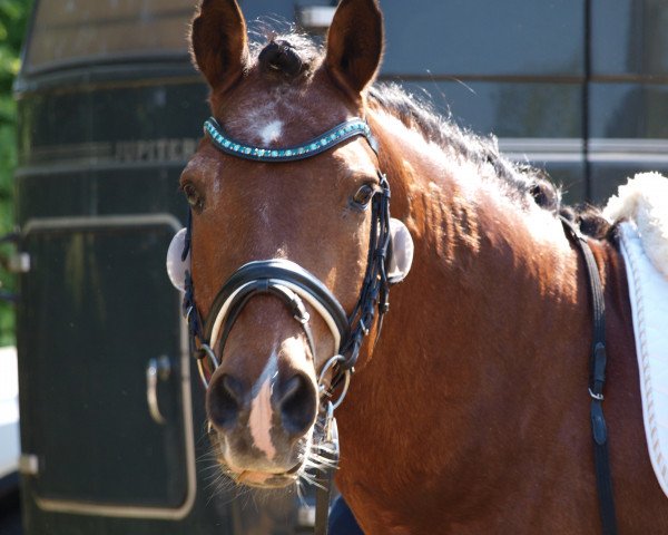 Dressurpferd Dino 433 (Belgisches Warmblut, 2001)