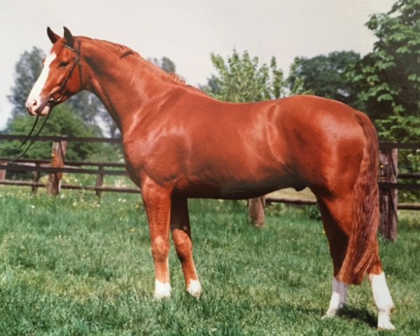 horse Warantus (Westphalian, 1991, from Weltmeyer)