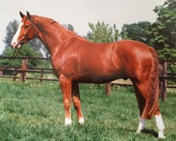 Pferd Warantus (Westfale, 1991, von Weltmeyer)