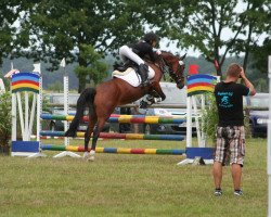 jumper Donnerlüttchen 11 (German Riding Pony, 2007, from Bismarck)