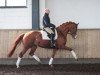 dressage horse Bergmanns Fioraia (Hanoverian, 2009, from Fiorano)