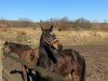 Springpferd Born to jump GH (Holsteiner, 2009, von Hosco)