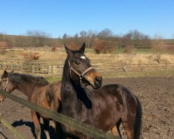 jumper Born to jump GH (Holsteiner, 2009, from Hosco)