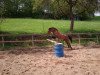 jumper Janina 38 (German Riding Pony, 2004, from Bodo)