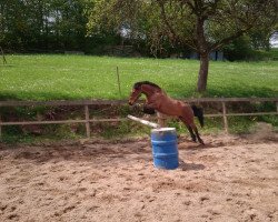 jumper Janina 38 (German Riding Pony, 2004, from Bodo)