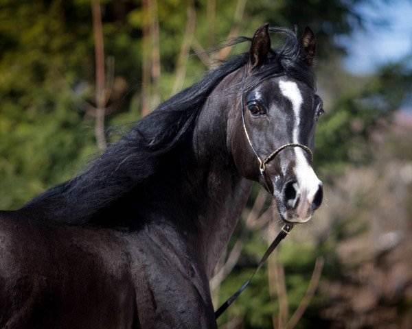 stallion DAJLAN (Arabian, 2011)