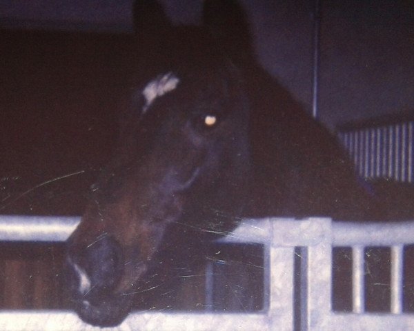 horse Zantana (Holsteiner, 1991, from Zuenftiger xx)