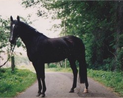 broodmare Sudana (Hanoverian, 1980, from Sudan xx)