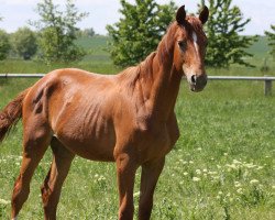 Zuchtstute Splendid Lady (Hannoveraner, 2014, von Scolari)