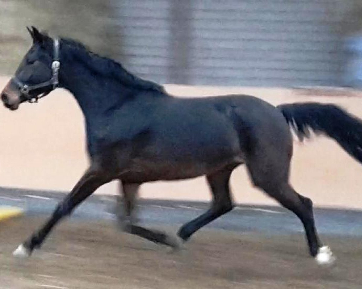 broodmare Cschaschascha G (Hanoverian, 2013, from Contendro I)