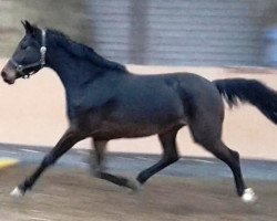 broodmare Cschaschascha G (Hanoverian, 2013, from Contendro I)