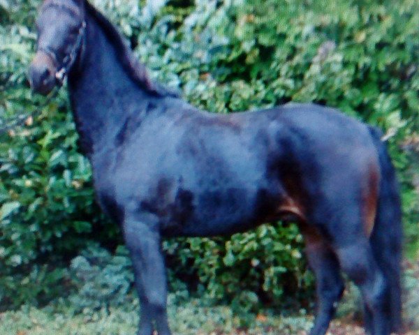 jumper Marlo 86 (German Riding Pony, 2000, from Mozart II)