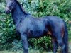 Springpferd Marlo 86 (Deutsches Reitpony, 2000, von Mozart II)