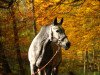 broodmare Expotana (German Sport Horse, 2004, from Expo'se)