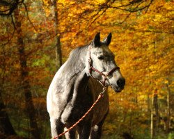 broodmare Expotana (German Sport Horse, 2004, from Expo'se)