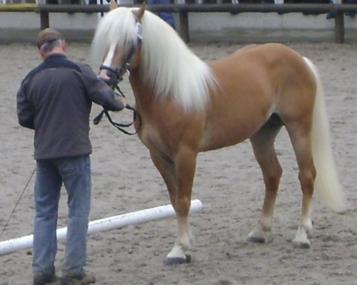 Deckhengst Sternwind (Haflinger, 2001, von liz. 201/T Standschütz)