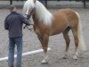 stallion Sternwind (Haflinger, 2001, from liz. 201/T Standschütz)