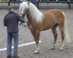 stallion Sternwind (Haflinger, 2001, from liz. 201/T Standschütz)